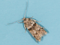 Blastobasis rebeli